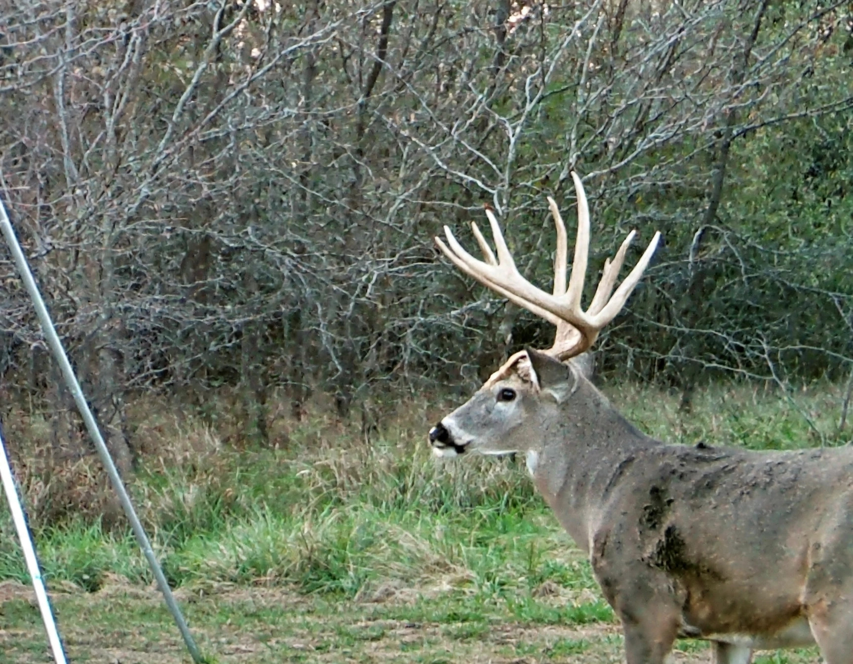 Big Buck on Camera