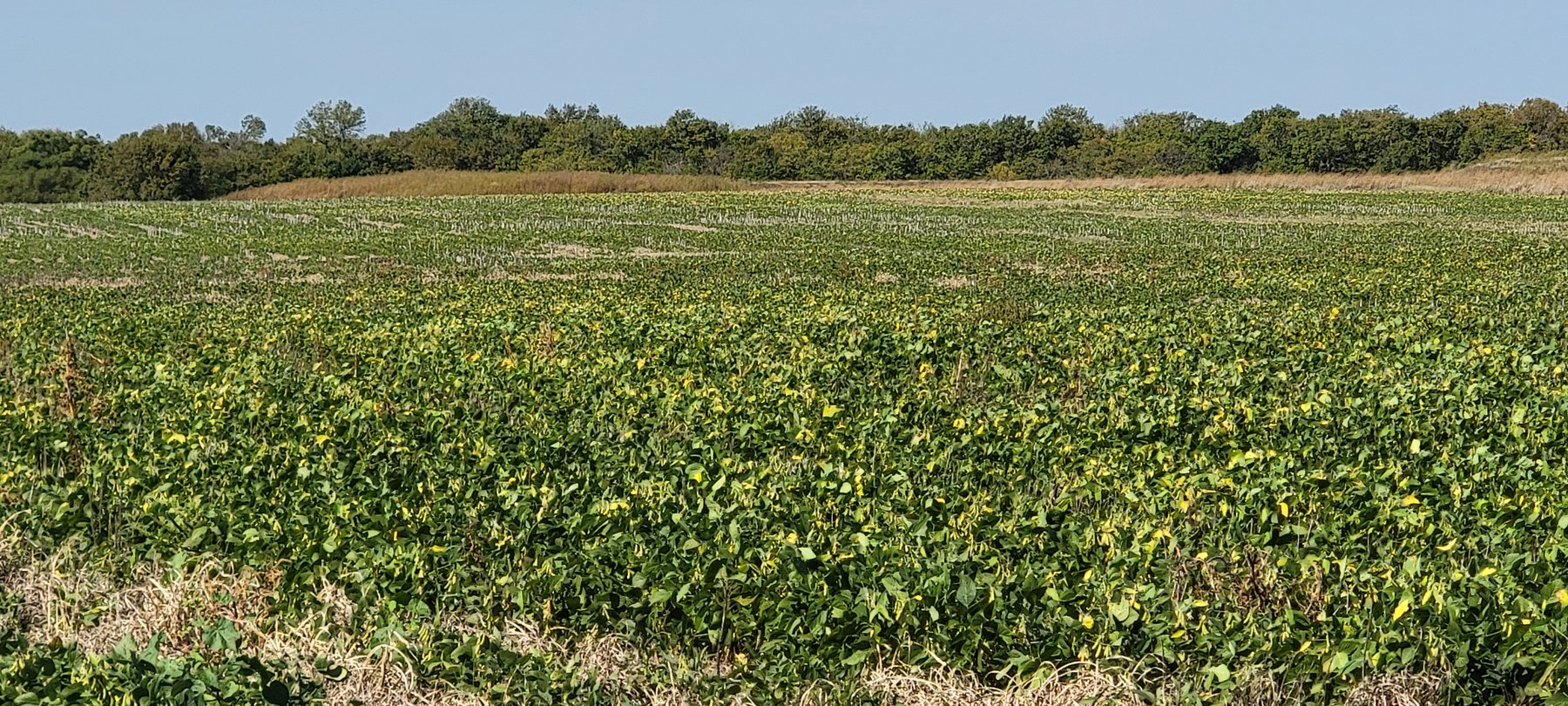 This year's bean field, green and growing