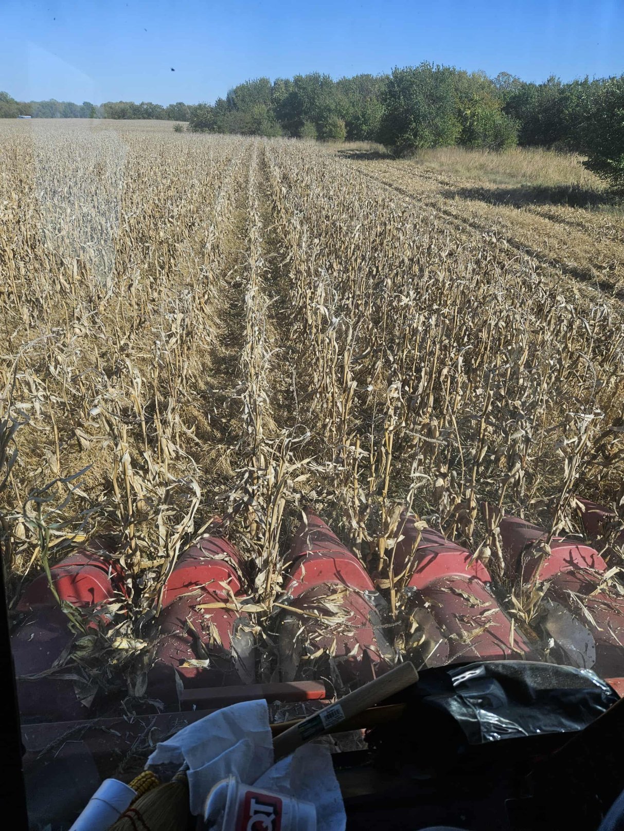 View from the combine cab over corn rows
