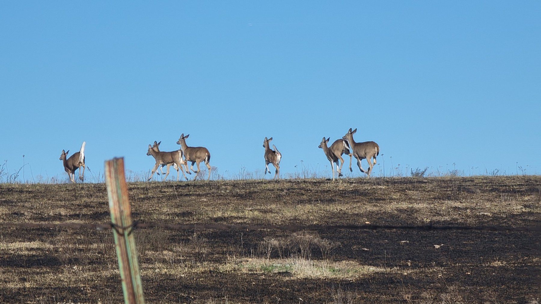 Whitetail deer herd on a ridge at the farm