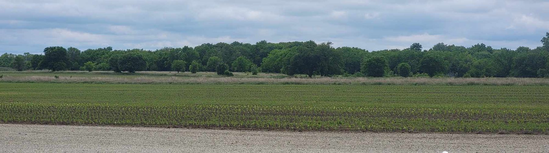Green crop field and tree line at J B Hamilton Farms, Rosalia, Kansas