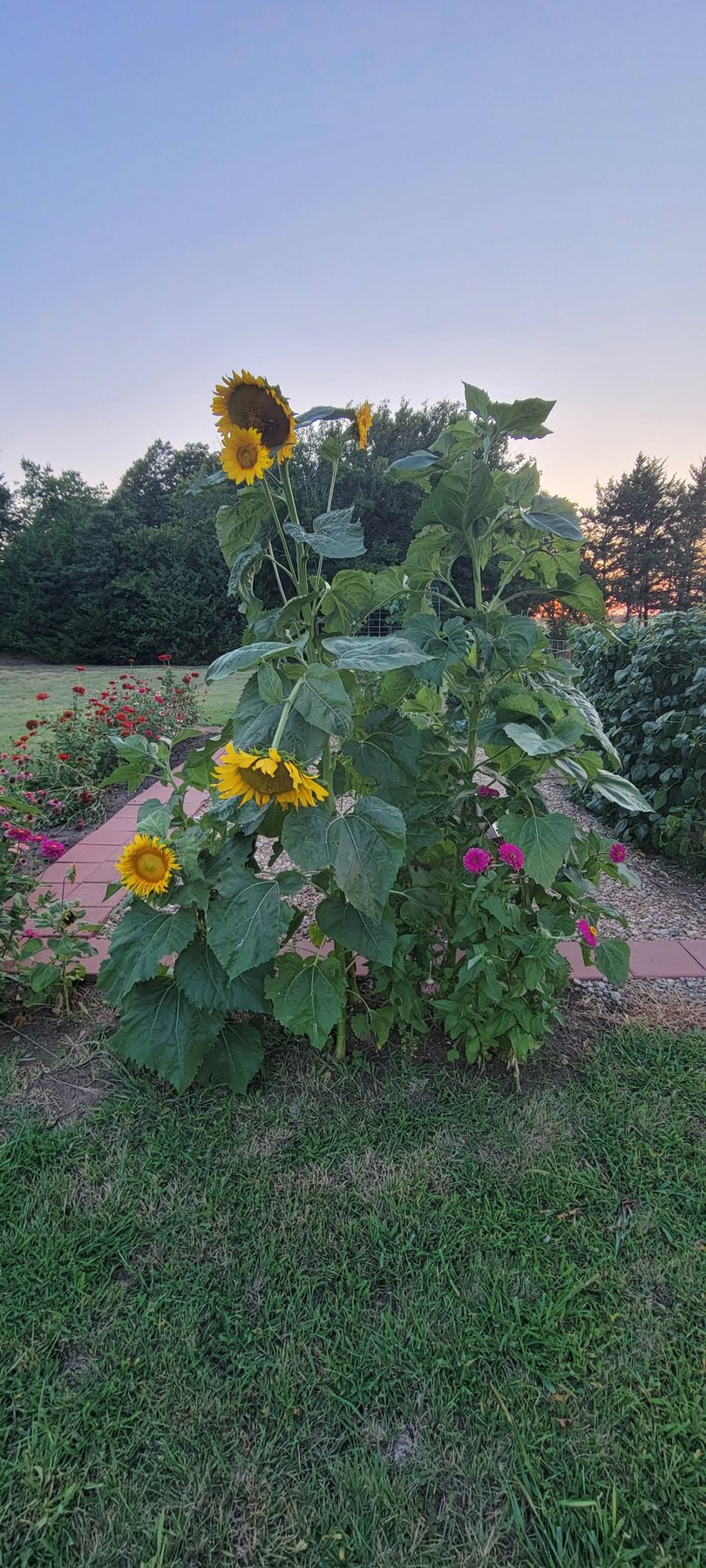 Sunflowers at sunset on the farm