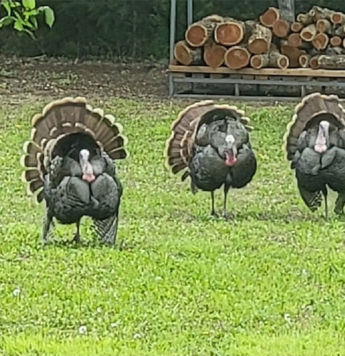Three tom turkeys strutting on the farm